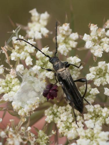 Réf. 236 442 : Stenopterus ater