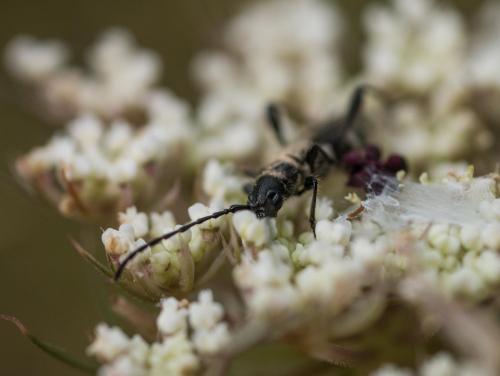 Réf. 236 441 : Stenopterus ater