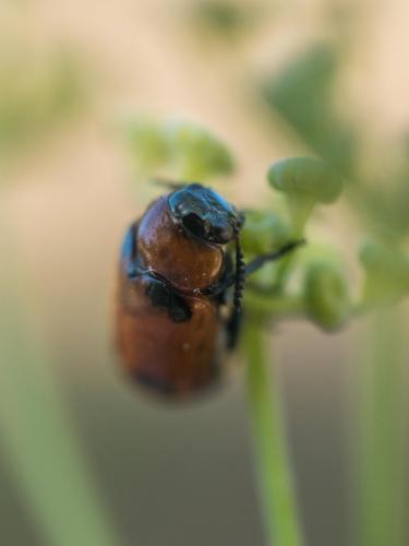 Réf. 236 518 : Coptocephala sp.