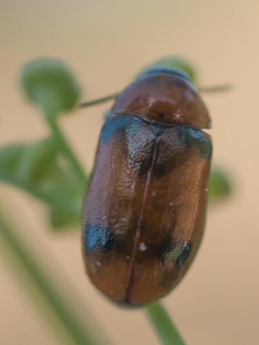 Réf. 236 519 : Coptocephala sp.