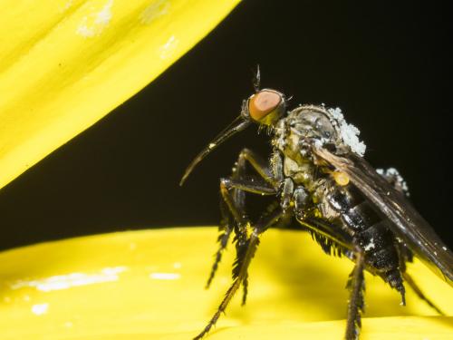 Réf. 236 254 : Empis sp.