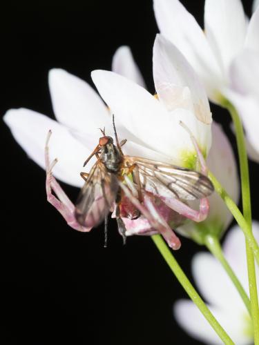 Empis sp.