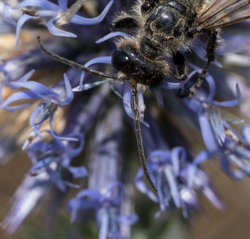 Réf. 236 089 : Isodontia paludosa