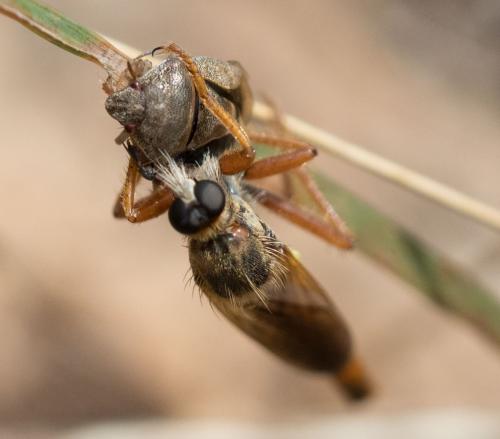 Réf. 236 070 : Stenopogon sabaudus
