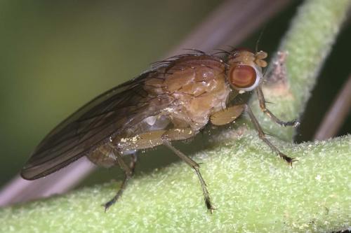 Suillia sp.