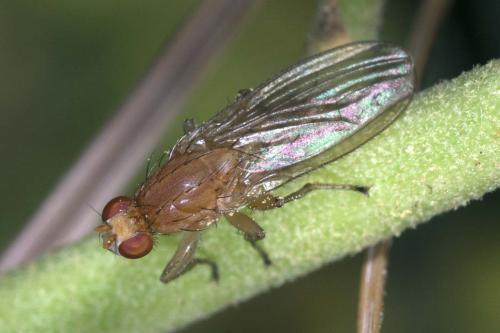 Suillia sp.