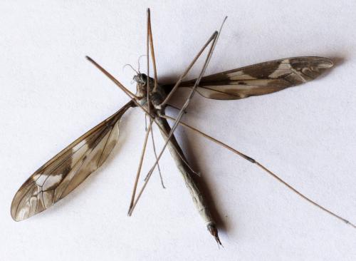 Tipula maxima