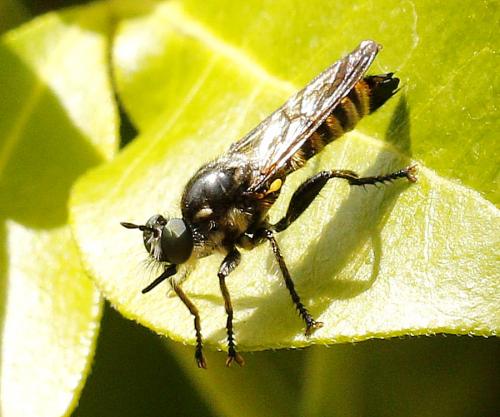 Réf. 236 041 : Choerades fimbriata