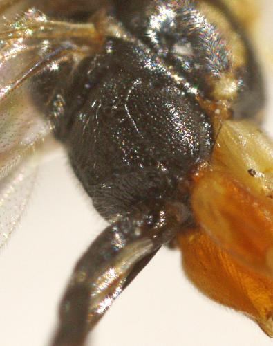 Lissonota sp.