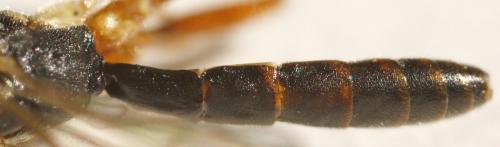 Lissonota sp.