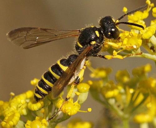 Cerceris arenaria