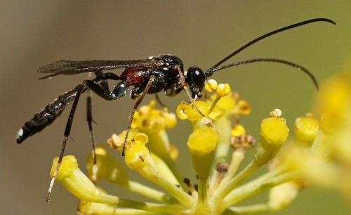 Réf. 236 732 : Hoplocryptus bellosus