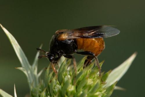 Ripiphorus subdipterus