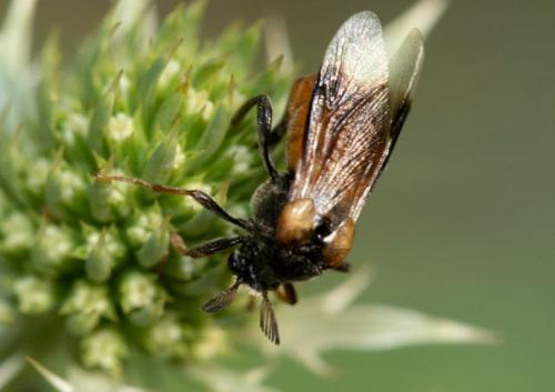 Réf. 236 812 : Ripiphorus subdipterus