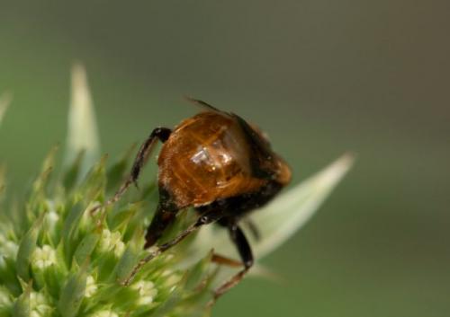 Ripiphorus subdipterus