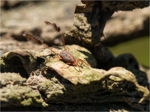 Réf. 236 714 : Eatoniana plumipes