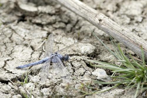 Orthetrum brunneum