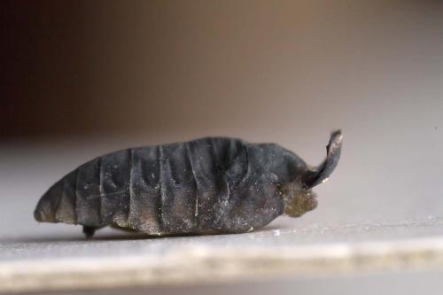 Liponeura cinerascens