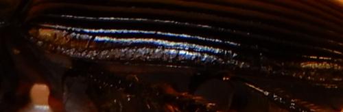 Anisodactylus signatus