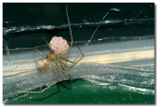 Réf. 236 129 : Spermophora senoculata