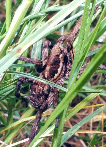 Réf. 236 365 : Lycosa sp.