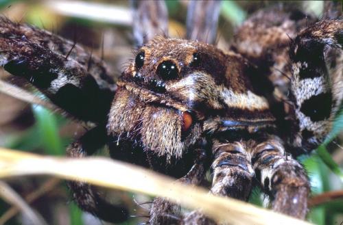 Réf. 236 366 : Lycosa sp.