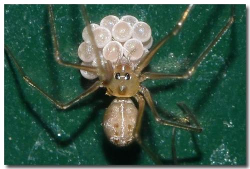 Réf. 236 150 : Spermophora senoculata