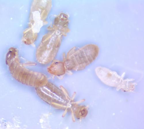 Liposcelis sp.