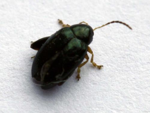Réf. 236 715 : Psylliodes chrysocephala