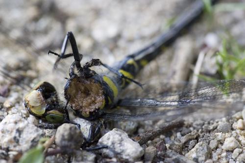 Cordulegaster boltonii