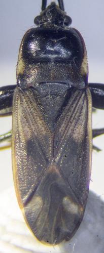 Réf. 236 520 : Eremocoris fenestratus