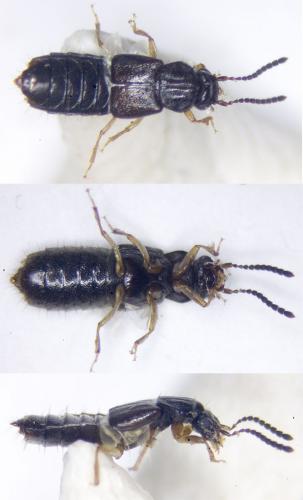 Oxytelus sculptus