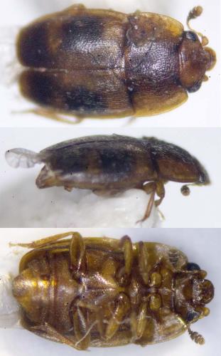 Epuraea biguttata