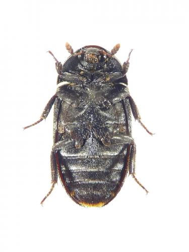 Réf. 236 335 : Dermestes olivieri