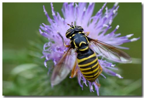 Réf. 236 832 : Spilomyia manicata