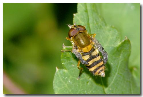 Syrphus ribesii
