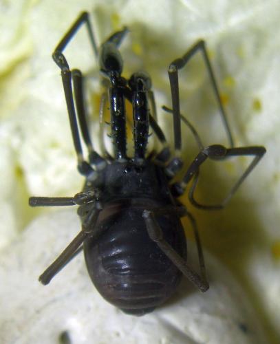 Ischyropsalis carli