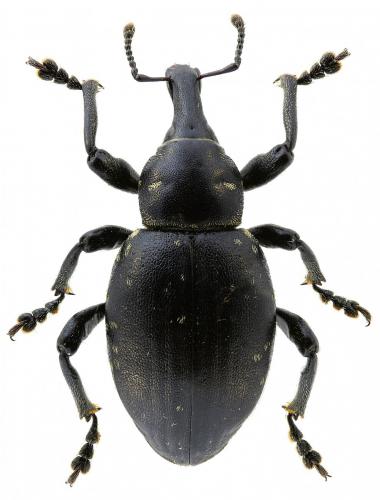 Réf. 236 201 : Liparus engadinensis