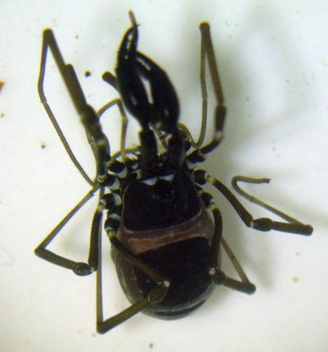 Réf. 236 466 : Ischyropsalis carli
