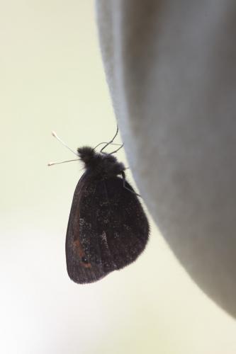 Erebia sp.
