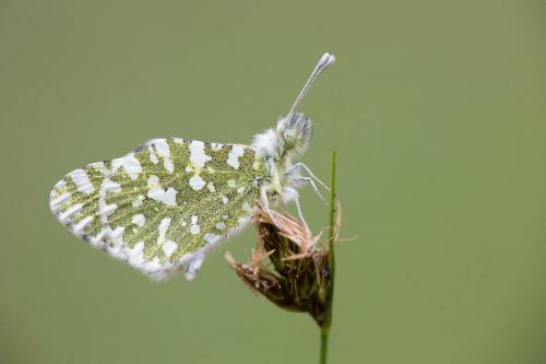 Euchloe insularis
