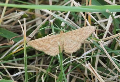 Réf. 236 020 : Idaea ochrata