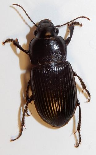 Anisodactylus signatus