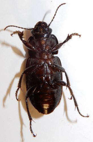 Anisodactylus signatus