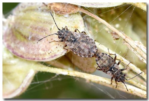 Nithecus jacobaeae