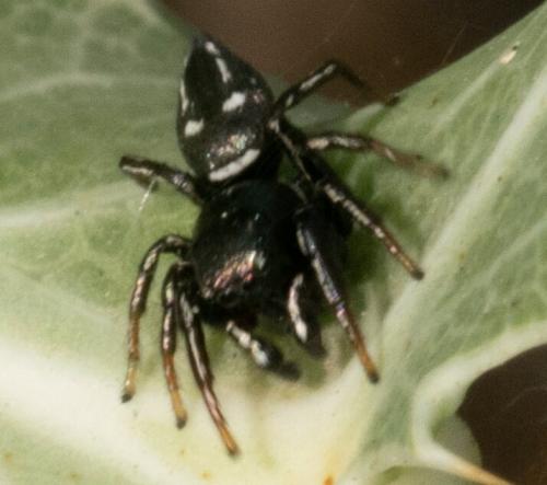 Réf. 236 840 : Heliophanus lineiventris