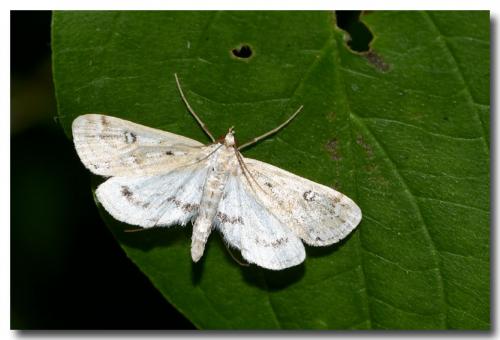 Réf. 236 062 : Parapoynx stratiotata