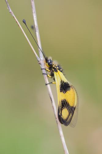 Libelloides macaronius