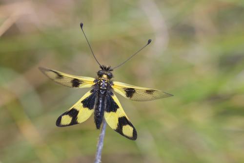 Libelloides macaronius