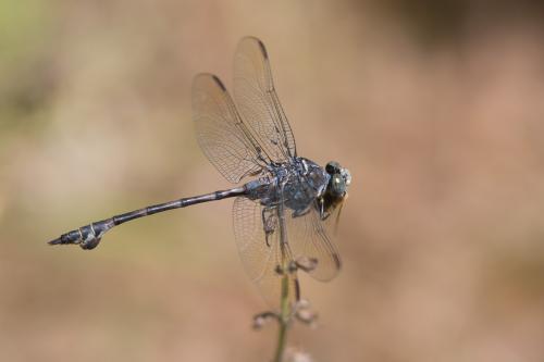 Réf. 236 081 : Lindenia tetraphylla